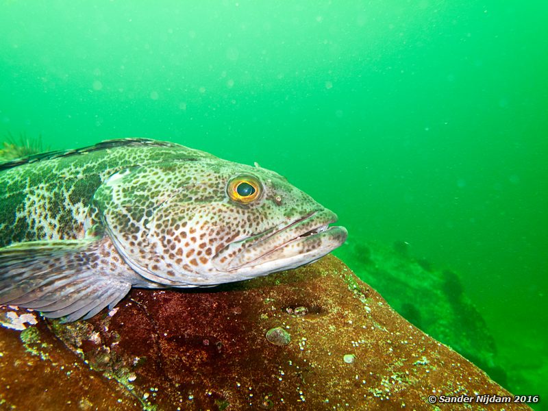 Lingcod (Ophiodon elongatus), , Toby Island, Hornby Island, BC, Canada